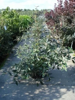 Sneeuwbal (Viburnum Bodnantense 'Dawn') -Tuinplanten Winkel 20120213095450 1