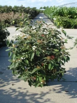 Sneeuwbal (Viburnum Plicatum 'Watanabe') -Tuinplanten Winkel 20120213095627 8