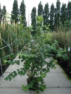 Sneeuwbal (Viburnum Opulus 'Roseum') -Tuinplanten Winkel 20120213095949 9