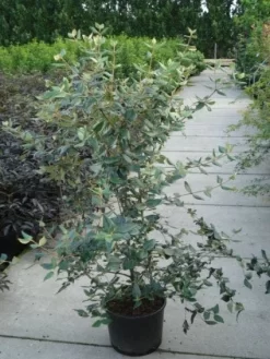 Sneeuwbal (Viburnum Burkwoodii) -Tuinplanten Winkel 20120213100608 14