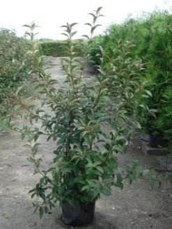 Sneeuwbal (Viburnum Bodnantense 'Charles Lamont') -Tuinplanten Winkel 20120213100726 4