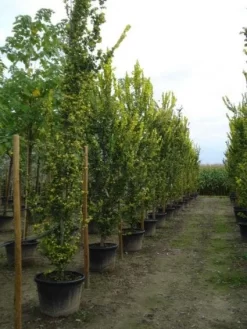 Goudiep (Ulmus Hollandica 'Wredei') -Tuinplanten Winkel 20120213100842 9