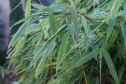 Niet Woekerende Bamboe (Fargesia Murieliae 'Bimbo') -Tuinplanten Winkel 20120213125441 4 1