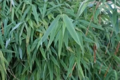 Niet Woekerende Bamboe (Fargesia Murieliae 'Simba') -Tuinplanten Winkel 20120213125522 6