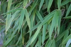 Niet Woekerende Bamboe (Fargesia 'Great Wall') -Tuinplanten Winkel 20120213125547 7