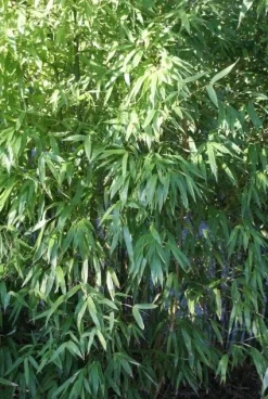 Niet Woekerende Bamboe (Fargesia 'Great Wall') -Tuinplanten Winkel 20120213125631 7 1