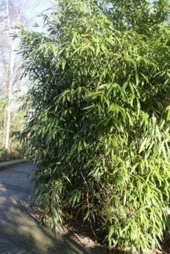 Bamboe (Phyllostachys Aurea) -Tuinplanten Winkel 20120213125900 13
