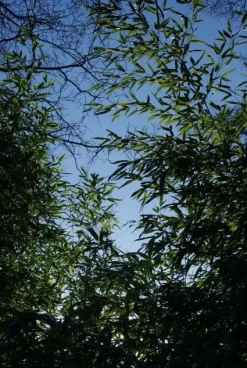 Bamboe (Phyllostachys Aurea) -Tuinplanten Winkel 20120213125929 13