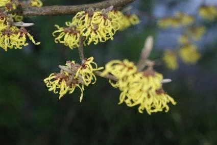 Toverhazelaar (Hamamelis Intermedia 'Arnold Promise') 4 Toverhazelaar (Hamamelis Intermedia 'Arnold Promise') - Afbeelding 4