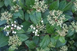 Groenblijvende Sneeuwbal (Viburnum Tinus 'Eve Price') 18 Groenblijvende Sneeuwbal (Viburnum Tinus 'Eve Price') -Tuinplanten Winkel 20120213144628 50 10
