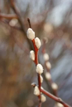 Treurwilg Op Stam (Salix Caprea 'Kilmarnock') -Tuinplanten Winkel 20120213144740 6