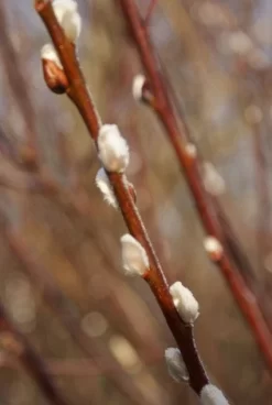 Treurwilg Op Stam (Salix Caprea 'Kilmarnock') -Tuinplanten Winkel 20120213144757 6