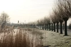 Knotwilg (Salix Alba) -Tuinplanten Winkel 20120213152215 13