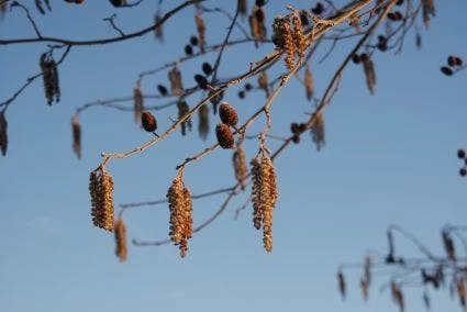 Hartbladige Els (Alnus Cordata) 2 Hartbladige Els (Alnus Cordata) - Afbeelding 2