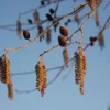 Hartbladige Els (Alnus Cordata)