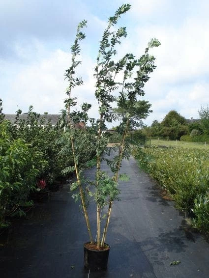 Gewone Lijsterbes (Sorbus Aucuparia) 2 Gewone Lijsterbes (Sorbus Aucuparia) - Afbeelding 2
