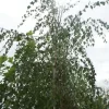 Treurberk (Betula Pendula 'Tristis')