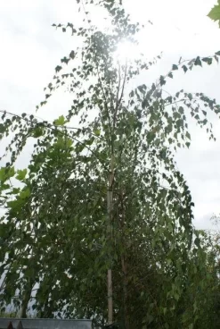 Treurberk (Betula Pendula 'Tristis')