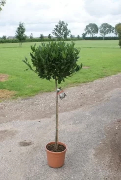 Echte Laurier Op Stam (Laurus Nobilis) -Tuinplanten Winkel 20120213163018 4