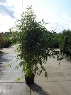 Bamboe (Phyllostachys Aurea) -Tuinplanten Winkel 20120213164824 13
