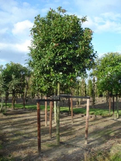 Glansmispel Als Boom (Photinia Fraseri 'Red Robin') 7 Glansmispel Als Boom (Photinia Fraseri 'Red Robin') - Afbeelding 7