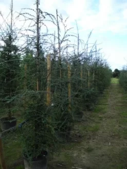 Schijnbeuk (Nothofagus Antarctica) -Tuinplanten Winkel 20120214134552 10