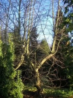 Schijnbeuk (Nothofagus Antarctica) -Tuinplanten Winkel 20120214134607 10