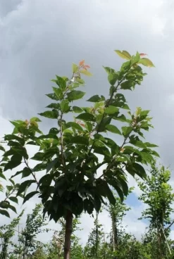 Japanse Sierkers (Prunus Serrulata 'Kanzan') -Tuinplanten Winkel 20120214142932 16