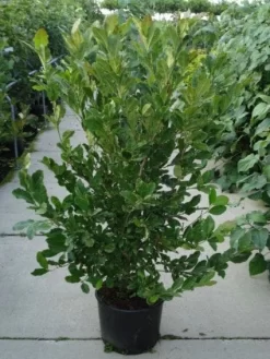 Stermagnolia (Magnolia Stellata) -Tuinplanten Winkel 20120214143817 13