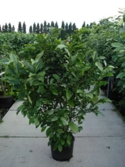 Beverboom, Struik (Magnolia Susan) -Tuinplanten Winkel 20120214144559 10 1