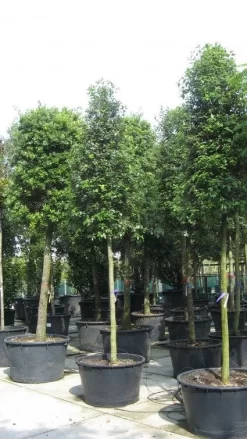 Steeneik Als Boom (Quercus Ilex) -Tuinplanten Winkel 20120214144759 14 1