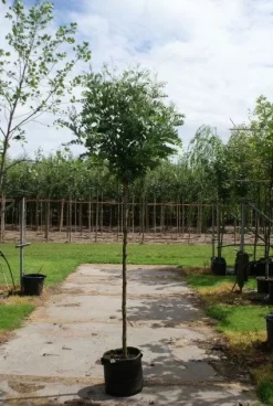 Bolacacia (Robinia Pseudoacacia 'Umbraculifera') -Tuinplanten Winkel 20120214153924 24