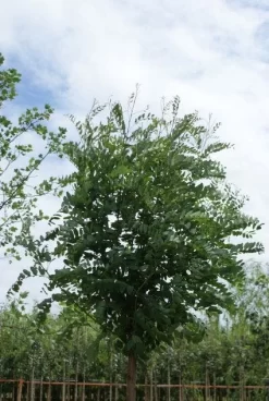 Bolacacia (Robinia Pseudoacacia 'Umbraculifera') -Tuinplanten Winkel 20120214154019 24