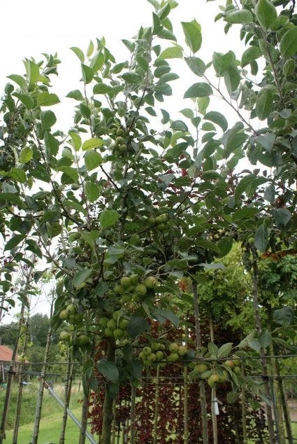 Sierappel (Malus 'Golden Hornet') 3 Sierappel (Malus 'Golden Hornet') - Afbeelding 3