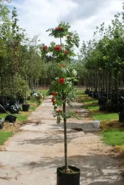 Gewone Lijsterbes (Sorbus Aucuparia) 11 Gewone Lijsterbes (Sorbus Aucuparia) -Tuinplanten Winkel 20120214155946 6