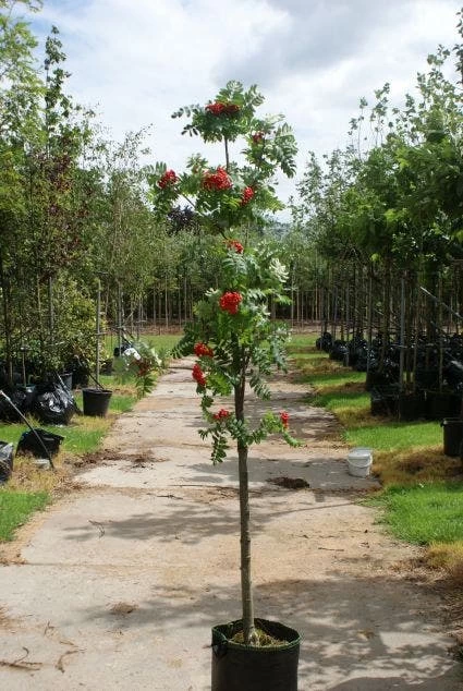 Gewone Lijsterbes (Sorbus Aucuparia) 5 Gewone Lijsterbes (Sorbus Aucuparia) - Afbeelding 5