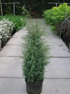 Jeneverbes (Juniperus Communis 'Hibernica') -Tuinplanten Winkel 20120215132223 7