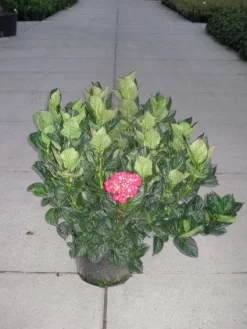 Hortensia (Hydrangea Macrophylla 'Merveille Sanguine')