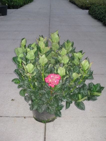 Hortensia (Hydrangea Macrophylla 'Merveille Sanguine')