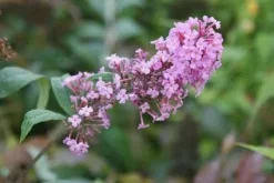 Vlinderstruik (Buddleja Davidii 'Pink Delight') -Tuinplanten Winkel 20120215162826 3
