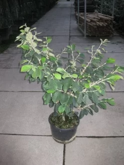 Toverhazelaar (Hamamelis Intermedia 'Arnold Promise') 14 Toverhazelaar (Hamamelis Intermedia 'Arnold Promise') -Tuinplanten Winkel 20120217133021 6