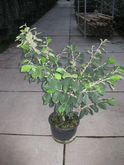 Toverhazelaar (Hamamelis Intermedia 'Arnold Promise') 7 Toverhazelaar (Hamamelis Intermedia 'Arnold Promise') - Afbeelding 7