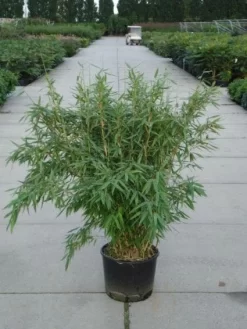 Niet Woekerende Bamboe (Fargesia 'Great Wall')