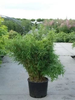 Niet Woekerende Bamboe (Fargesia Murieliae 'Bimbo') -Tuinplanten Winkel 20120217134101 4 1