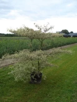 Kornoelje (Cornus Alternifolia 'Argentea') -Tuinplanten Winkel 20120218102845 2