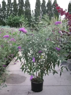 Vlinderstruik (Buddleja Davidii 'Pink Delight') -Tuinplanten Winkel 20120218105635 3
