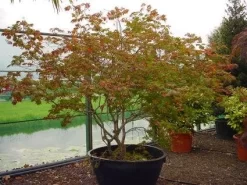 Japanse Esdoorn (Acer Japonicum 'Aconitifolium') -Tuinplanten Winkel 20120219161625 10