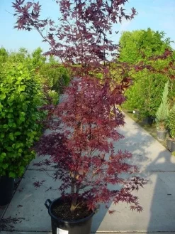 Japanse Esdoorn (Acer Palmatum 'Atropurpureum') -Tuinplanten Winkel 20120219161852 9