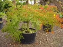 Japanse Esdoorn (Acer Palmatum 'Dissectum') -Tuinplanten Winkel 20120219170606 11