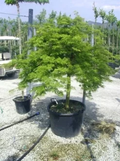 Japanse Esdoorn (Acer Palmatum 'Dissectum') -Tuinplanten Winkel 20120219170629 11